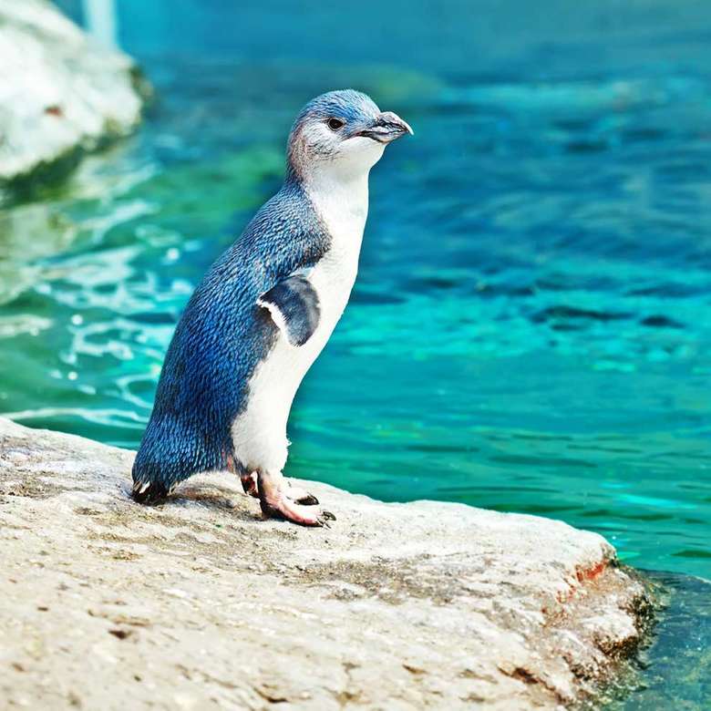 Kis pingvin kirakós online