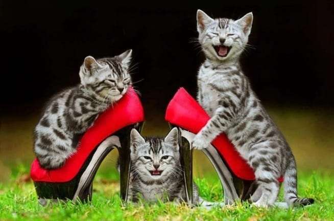 Katzen in Schuhen. Puzzlespiel online