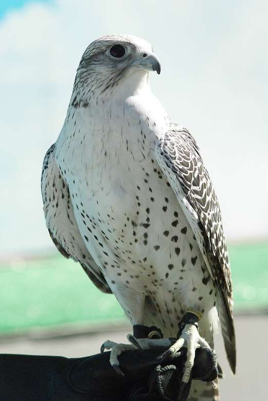 Białozór (Falco rusticolus) online puzzle