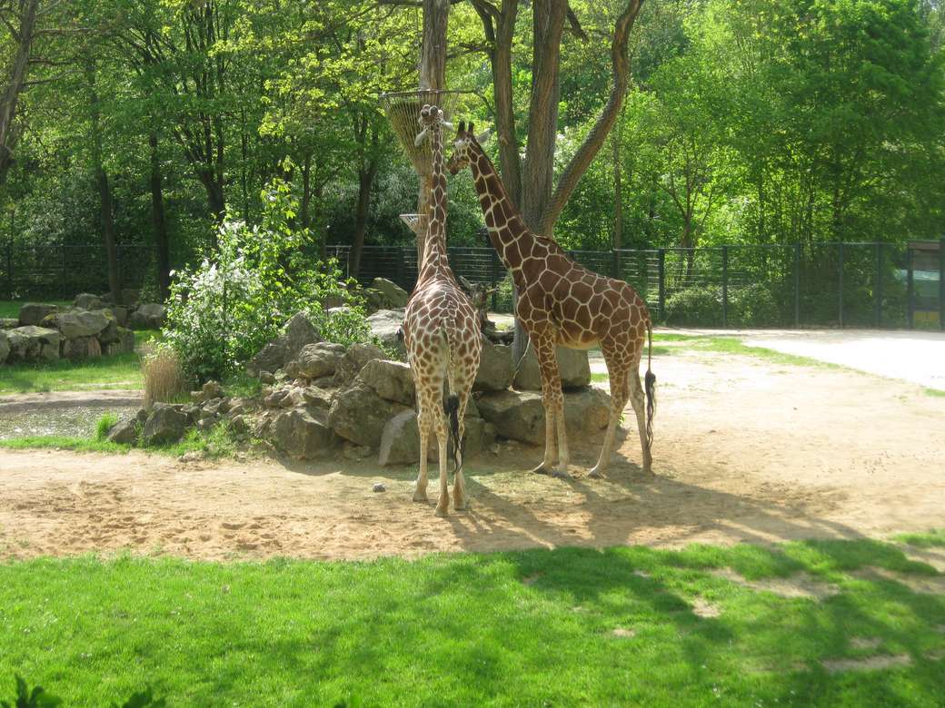 Giraffenzweisamkeit Puzzlespiel online
