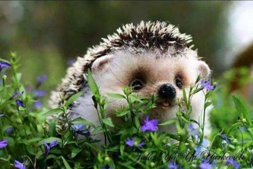 Hedgehog in the meadow online puzzle