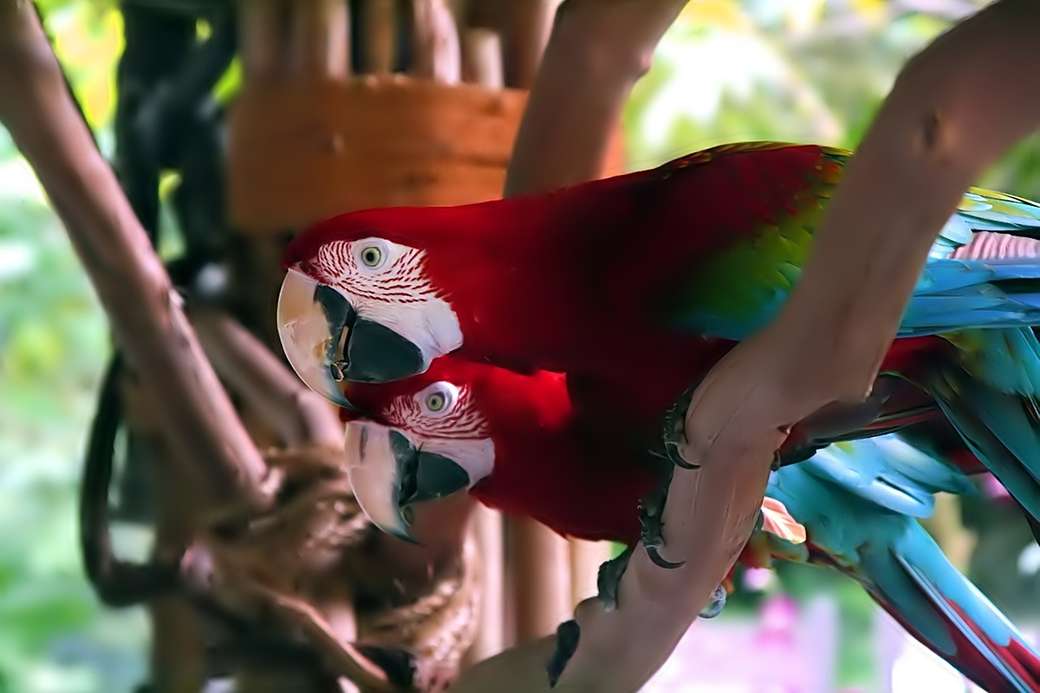 πολύχρωμα parakeets παζλ online
