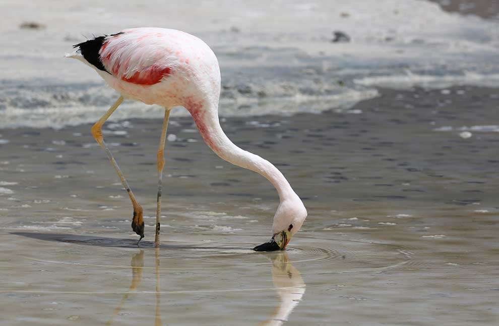 Andes Flamingo online puzzel