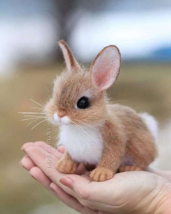 En söt liten kanin pussel på nätet