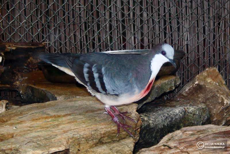 Dirty pigeon, island debris jigsaw puzzle online