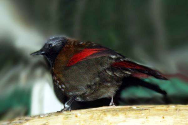 Red-winged jay online puzzle