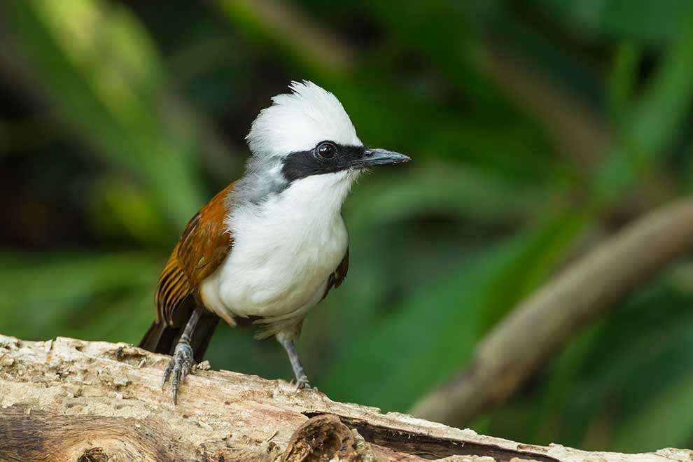 White-crested jay Pussel online
