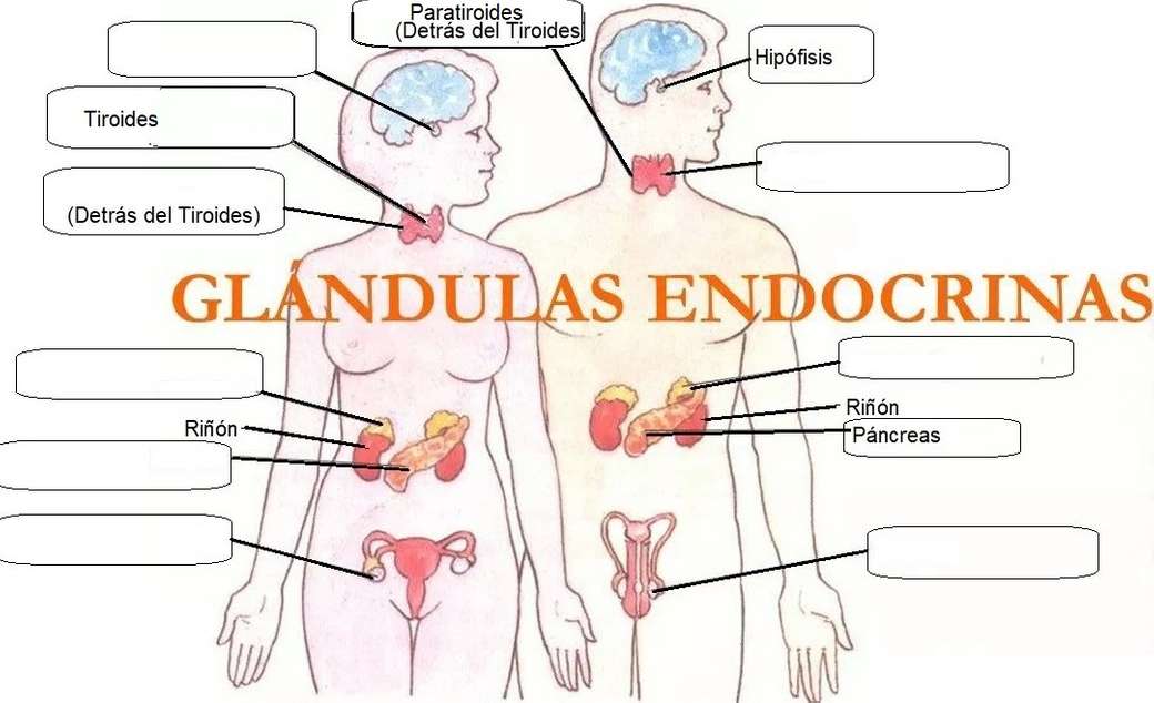Glándulas Endocrinas rompecabezas en línea