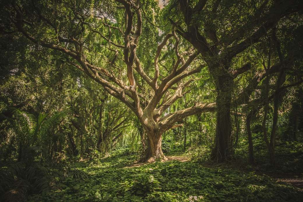 Copac în pădure de plante puzzle online