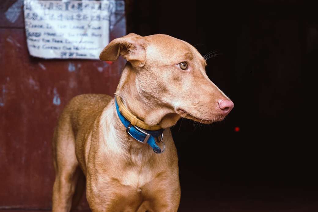 Hund im Schlangentempel, Penang Puzzlespiel online