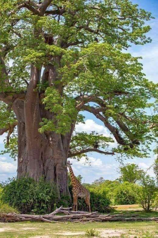 giraff vid ett träd Pussel online