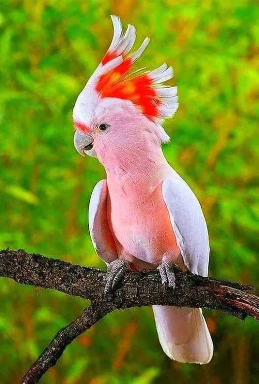 попугай в розовом онлайн-пазл