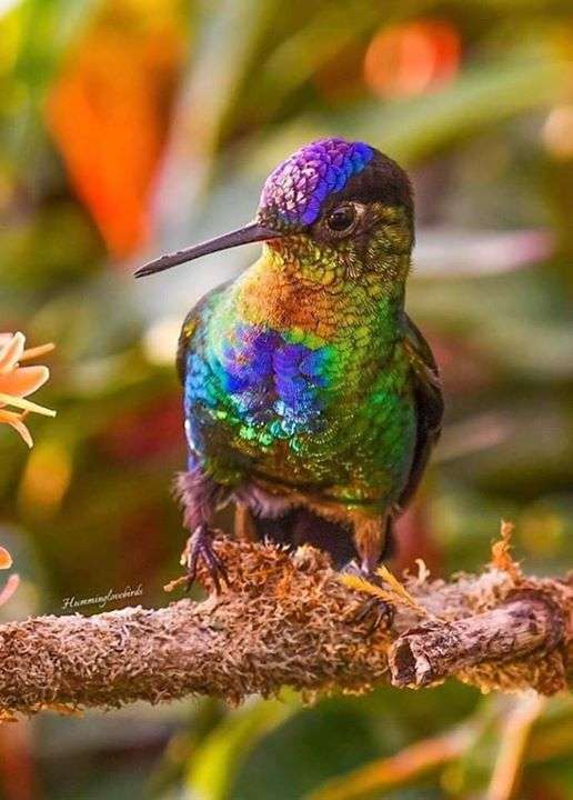 Цветочная птица пазл онлайн