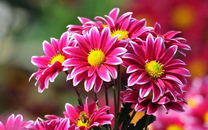 Цветя и красота онлайн пъзел