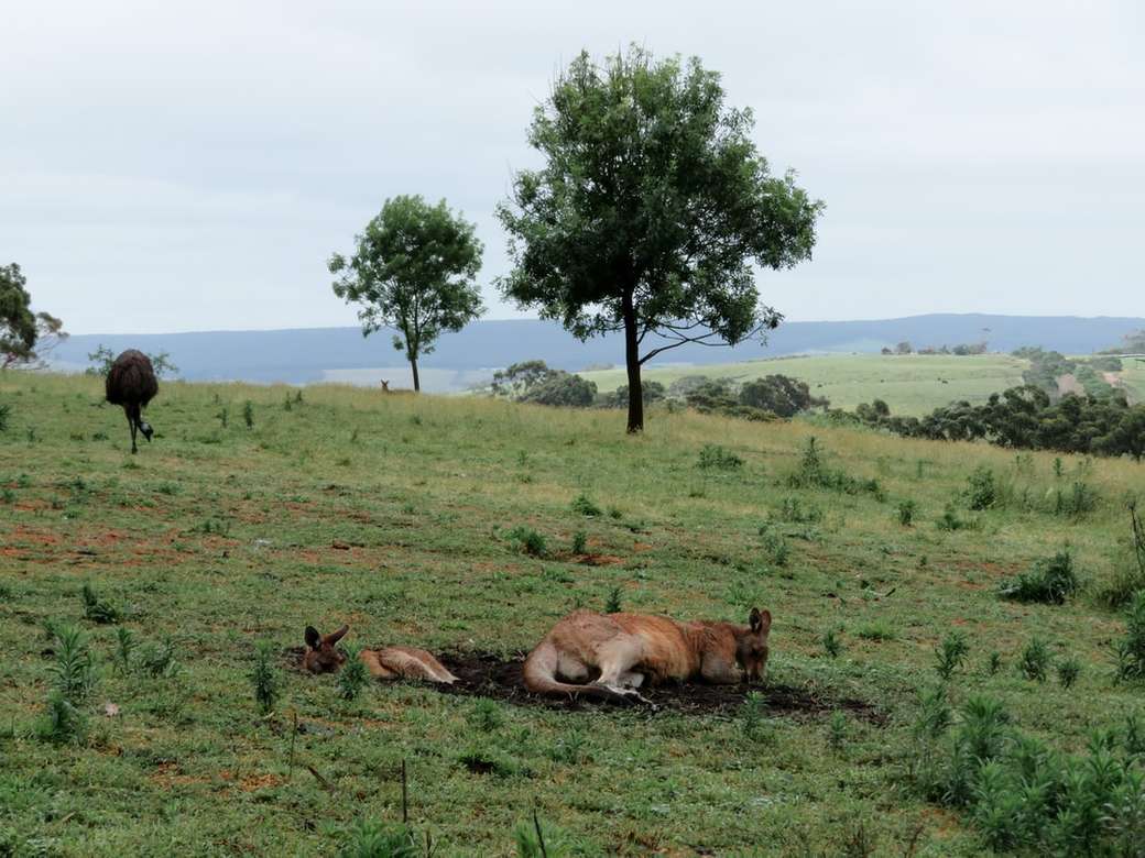 Kangourous dans l'outback puzzle en ligne