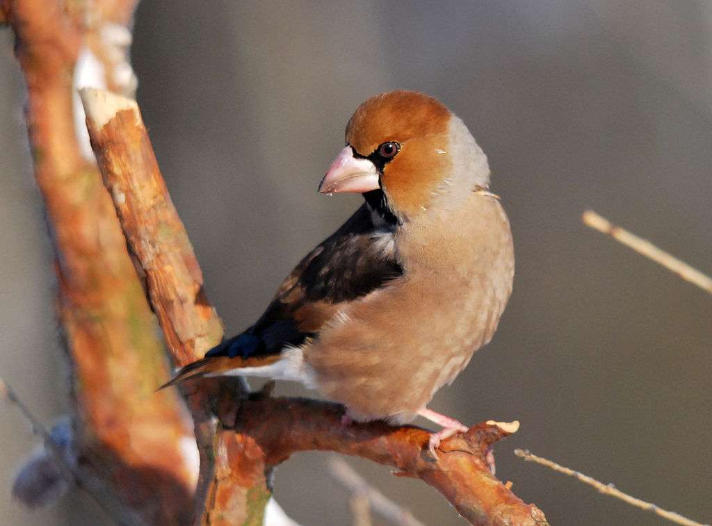 Hawfinch puzzle online