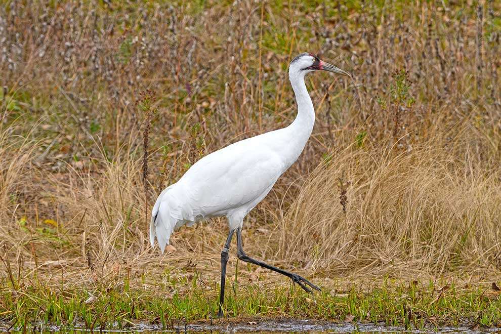 Whooping crane online puzzle