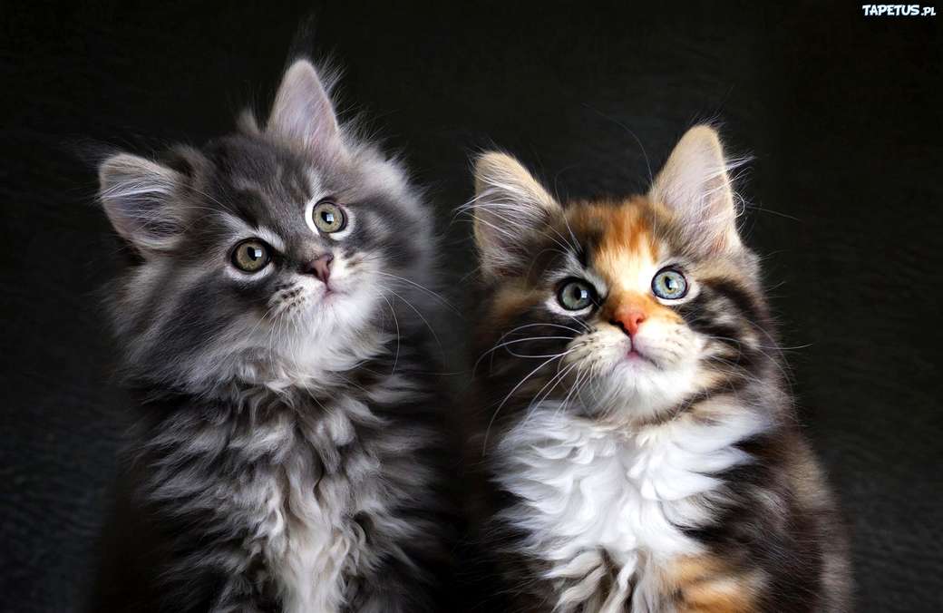 Två katter pussel på nätet