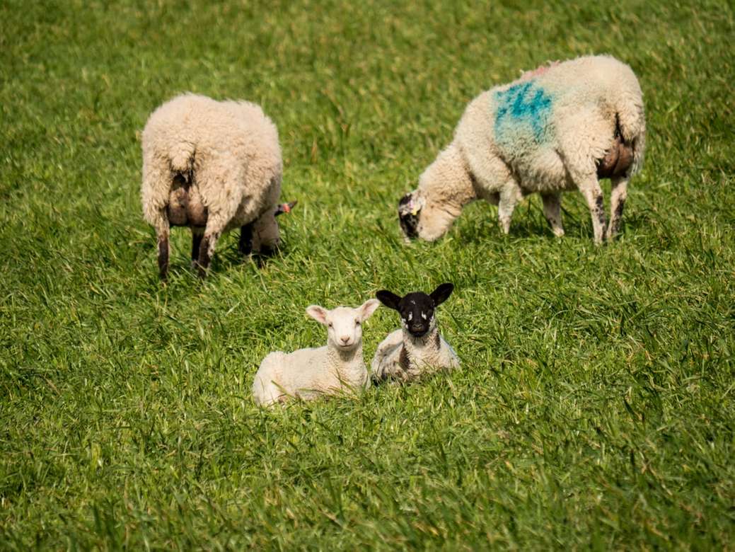 бели овце на поле от зелена трева през деня онлайн пъзел