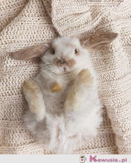 En söt liten kanin Pussel online