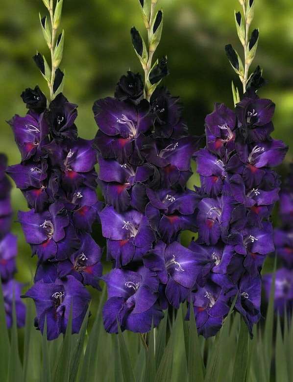 Purple Gladiolus. jigsaw puzzle online
