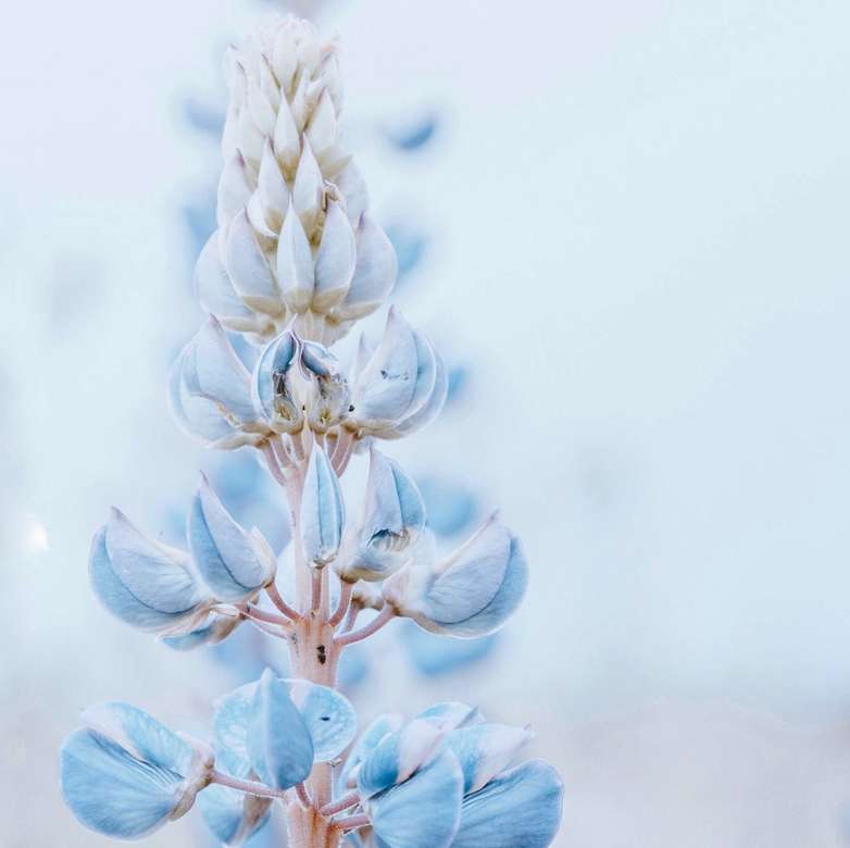 Krásná modrá květina kirakós online