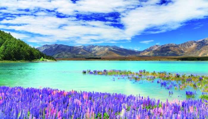 Lake and Lupine On A Background Of Mountains jigsaw puzzle