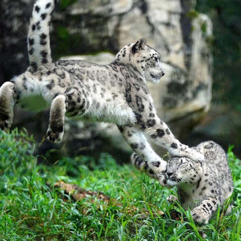 Dva sněhové leopardy online puzzle