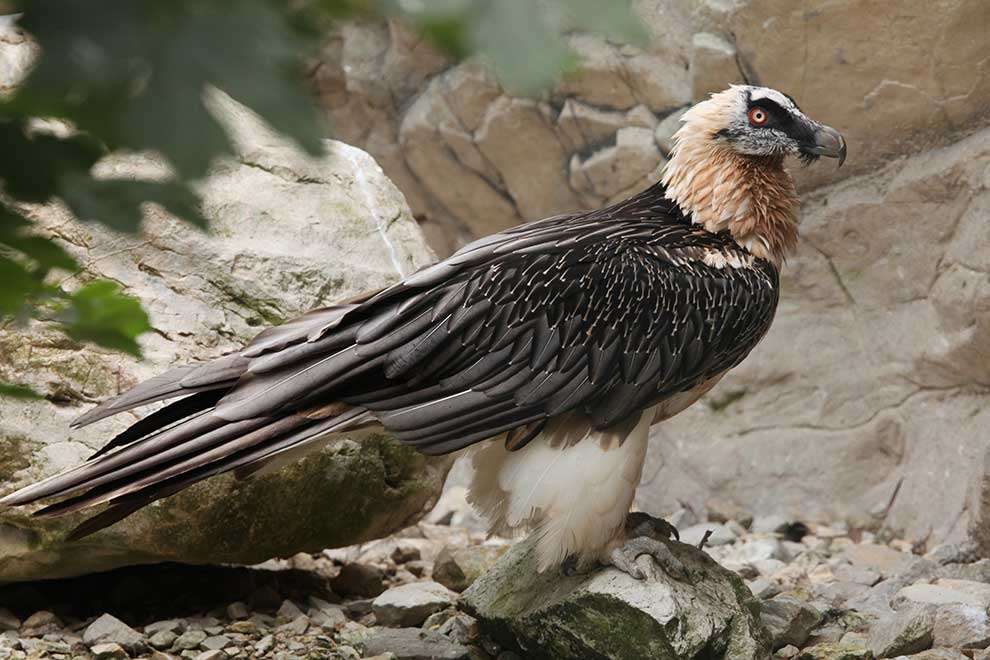Vautour, vautour barbu (Gypaetus barbatus puzzle en ligne