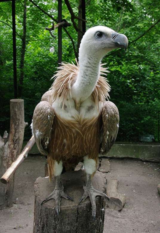 Griffon Vulture Pussel online