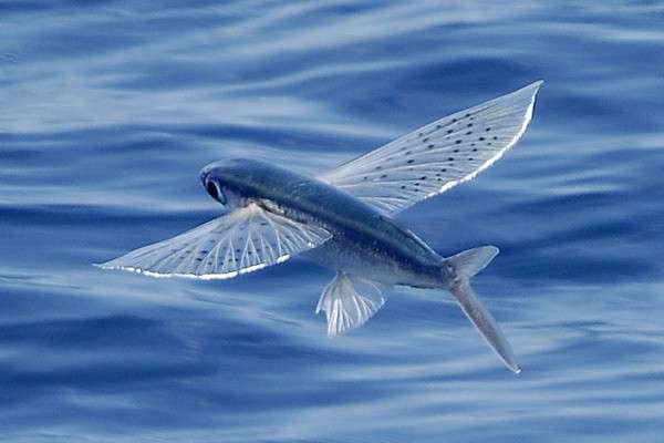 Літаюча риба пазл онлайн
