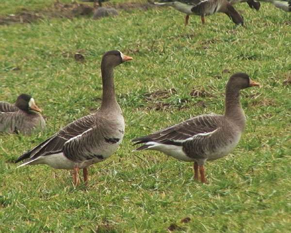 White-fronted goose jigsaw puzzle online