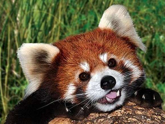 milyen aranyos a piros panda online puzzle