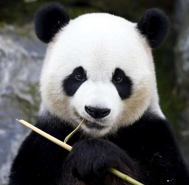 медведь панда онлайн-пазл