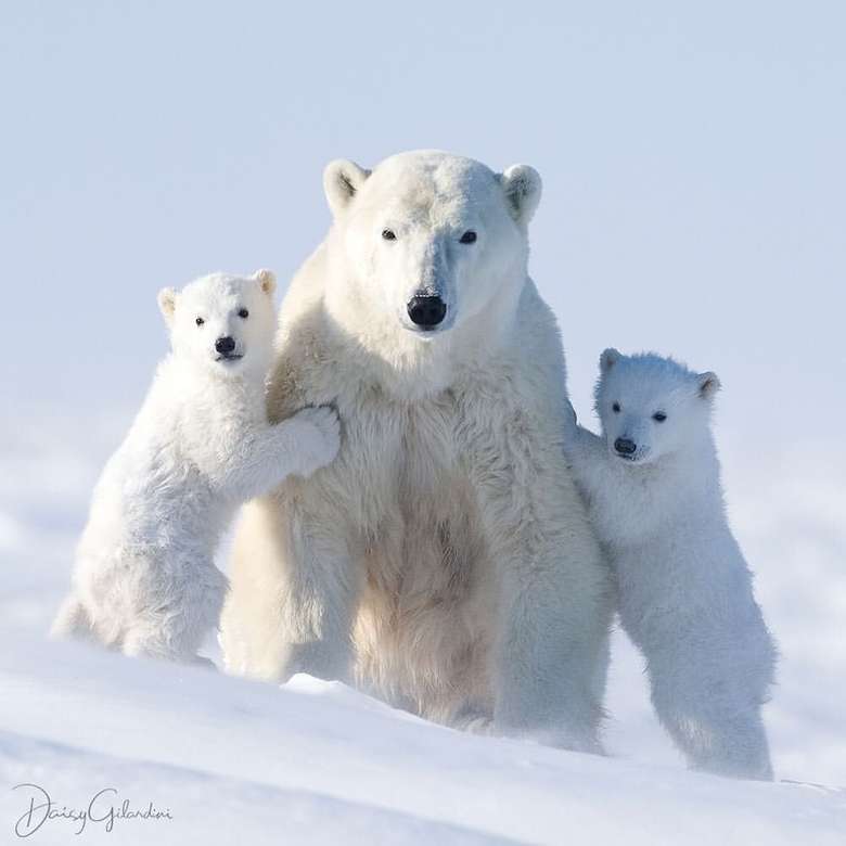 En isbjörnfamilj Pussel online
