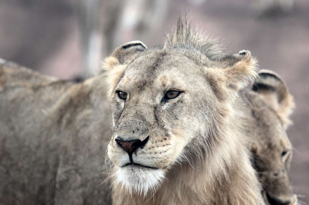 grått och brunt lejonansikte Pussel online