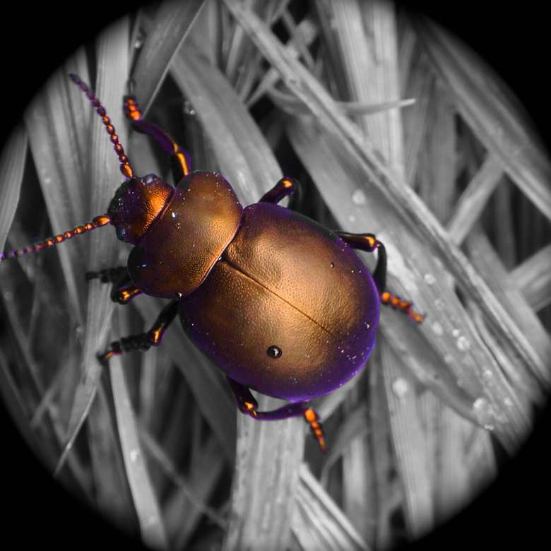 Copper beetle online puzzle