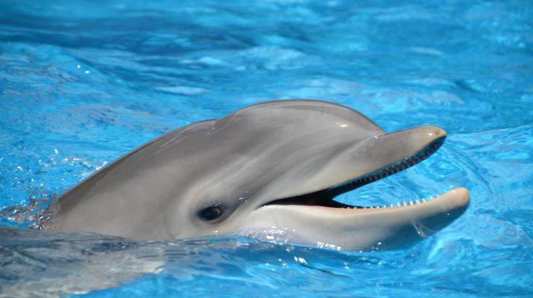 O golfinho favorito de Julia quebra-cabeças online
