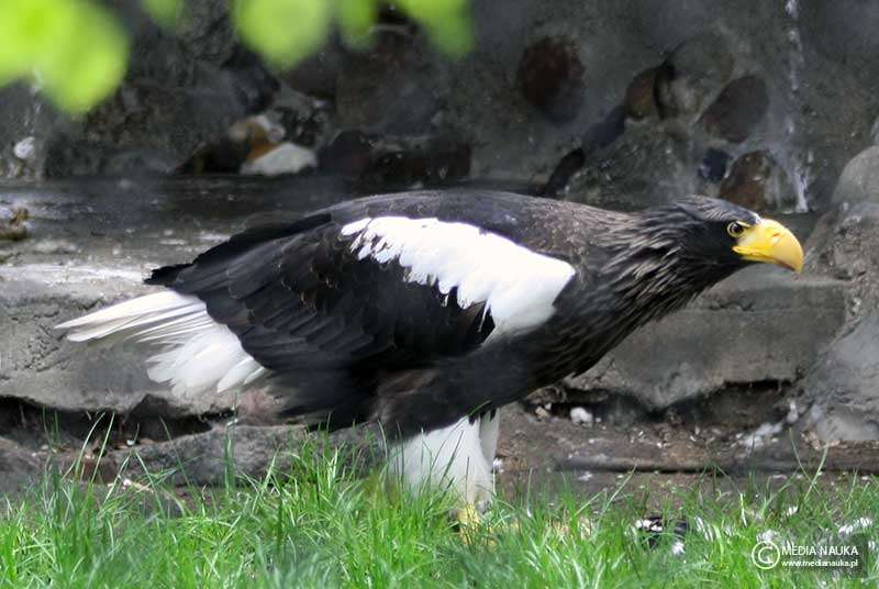 Орлан, гігантський орел-білохвіст онлайн пазл