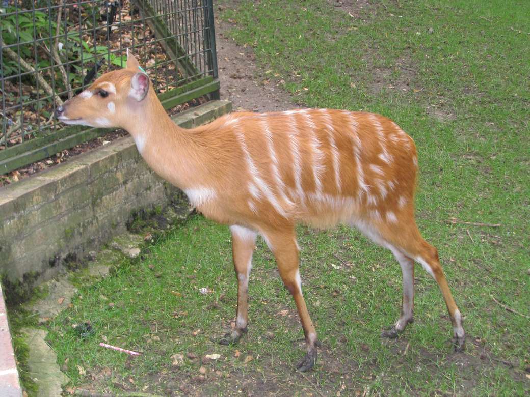 Doe with stripes. online puzzle