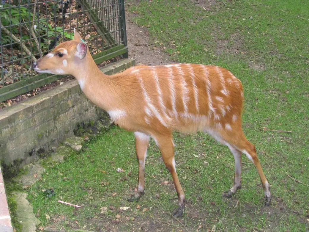 Corça na natureza selvagem em um campo