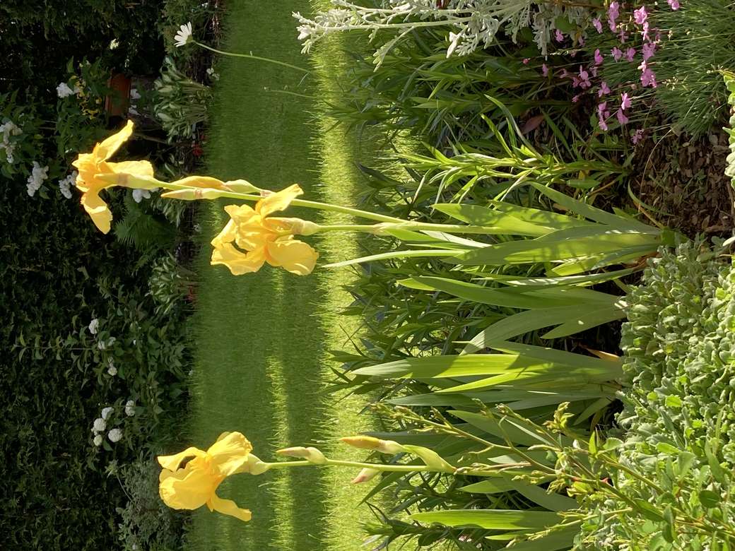 Irissen in de tuin in de ochtend legpuzzel online