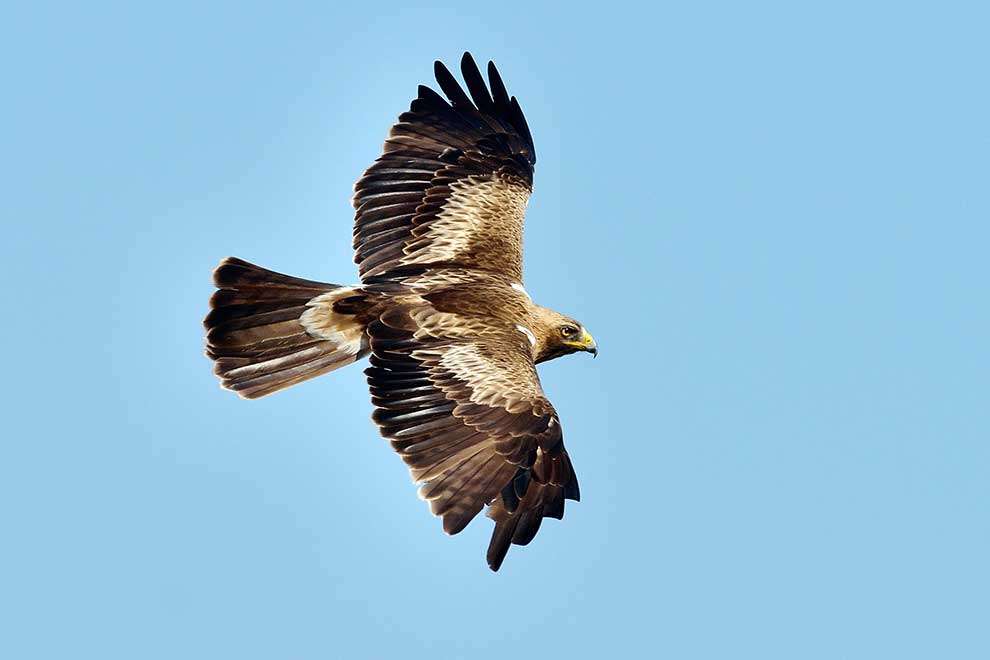 Eagle (Hieraaetus pennatus) παζλ online