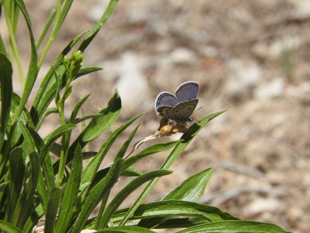 Μπλε πεταλούδα του Τσάρλεστον παζλ online