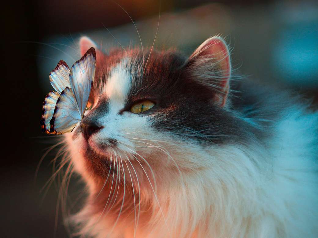 Katt med fjäril pussel på nätet