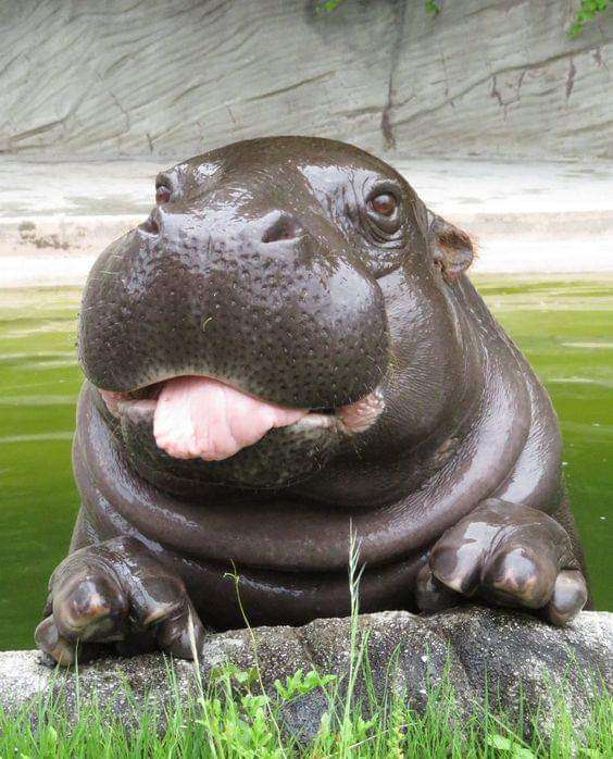 Hippo streckt die Zunge heraus Online-Puzzle