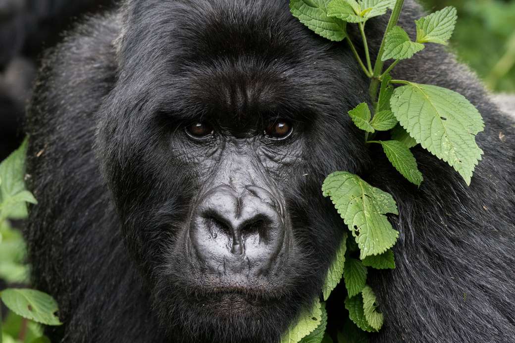 gorila sospechoso rompecabezas en línea