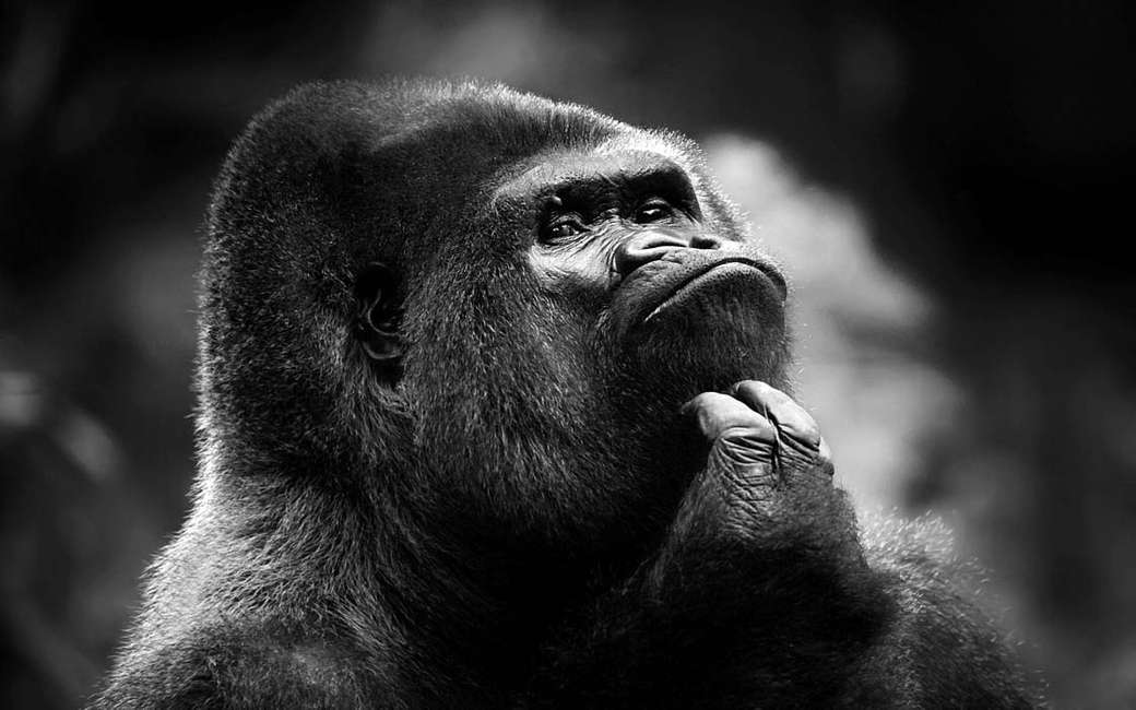 Pensatore gorilla puzzle online