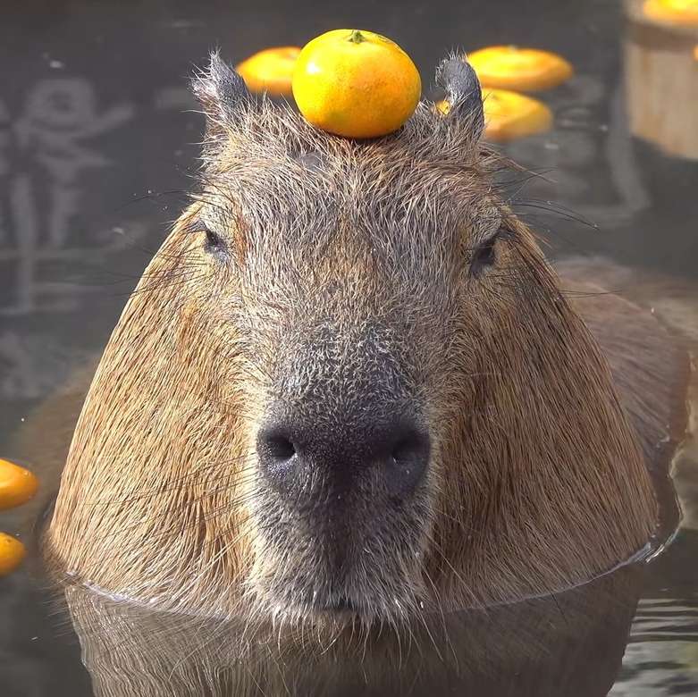 Capybara mit Orange Online-Puzzle
