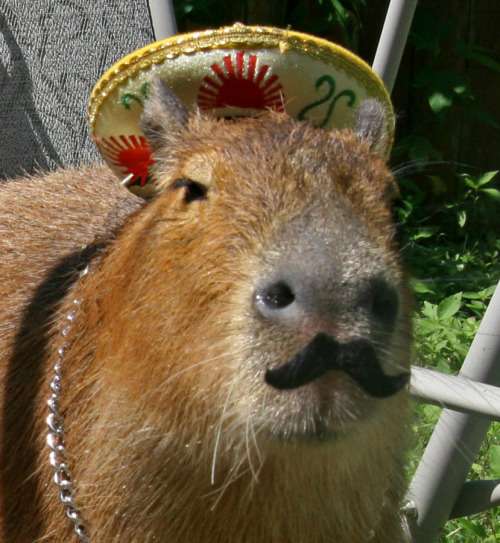 Mexikanischer Capybara Puzzlespiel online